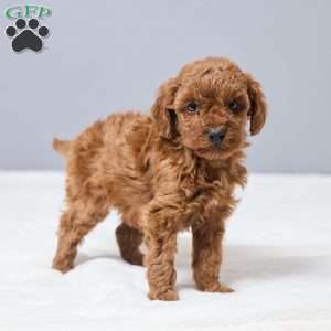 Chandra, Miniature Poodle Puppy